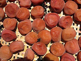 20050809-umebosi_2.jpg