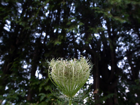 _0020865.jpg